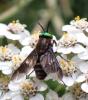 Chrysops relictus
